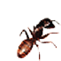 Pest Inspection Report Creator Pest Inspection Report Creator